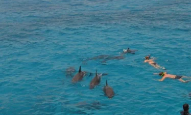 Wycieczka morska do Dolphin House